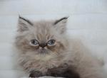 Binx - Exotic Kitten For Sale - Central&comma; SC&comma; US