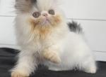 Farrah - Persian Kitten For Sale - Callahan&comma; FL&comma; US