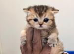 ayan - British Shorthair Kitten For Sale - Clifton&comma; NJ&comma; US