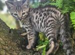 F6 Mr Forest Green - Savannah Kitten For Sale - Lakeland&comma; FL&comma; US