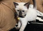 Blackie - Siamese Kitten For Sale - Bayonne&comma; NJ&comma; US