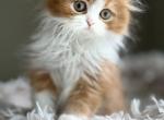 Pumpkin pie boy - Scottish Fold Kitten For Sale - Sun City Center&comma; FL&comma; US