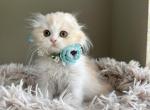 Red silver bicolor girl - Scottish Fold Kitten For Sale - Sun City Center&comma; FL&comma; US