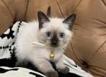 White - Siamese Kitten For Sale - Bayonne&comma; NJ&comma; US