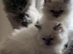 Ragdoll kittens - Ragdoll Kitten For Sale - Newbury&comma; MA&comma; US
