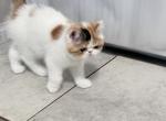 Exotic short hair girls - Exotic Cat For Sale - Las Vegas&comma; NV&comma; US