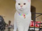 Maii - British Shorthair Cat For Sale - Parkland&comma; FL&comma; US