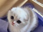 Jasper - Scottish Fold Kitten For Sale - Philadelphia&comma; PA&comma; US