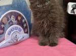 Brown half ragdoll girl - Exotic Kitten For Adoption - Auburn&comma; WA&comma; US
