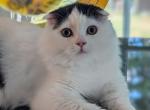 Scottish Fold Oreo - Scottish Fold Cat For Sale - Boston&comma; MA&comma; US