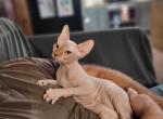Ocean - Sphynx Cat For Sale - Rockford&comma; IL&comma; US