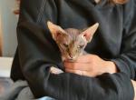 Salem - Sphynx Cat For Sale - Rockford&comma; IL&comma; US