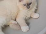 Koko - Ragdoll Kitten For Sale - Frisco&comma; TX&comma; US