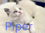 Piper - Ragdoll Kitten For Sale - Mount Joy&comma; PA&comma; US