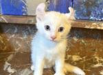 Polydactyl Alpine Curl - American Curl Kitten For Sale