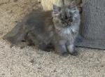 Shaded silver Persian girls - Persian Kitten For Sale - Benbrook&comma; TX&comma; US