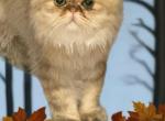 Celestial Nashville - Persian Cat For Sale - Fort Worth&comma; TX&comma; US