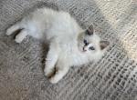 Ragdoll Boy Zorro - Ragdoll Kitten For Sale - Mount Vernon&comma; WA&comma; US