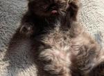 handsome little chocolate male - Persian Cat For Sale - Mora&comma; NM&comma; US