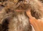choc male 2 - Persian Cat For Sale - Mora&comma; NM&comma; US