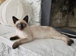 Maximus - Siamese Cat For Adoption - Milwaukie&comma; OR&comma; US