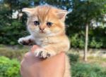 Cinnamon - Scottish Straight Kitten For Sale - Wayzata&comma; MN&comma; US