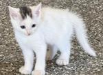 Greasyskittens - Polydactyl Kitten For Sale - Wortham&comma; TX&comma; US