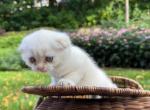 Coconut - Scottish Fold Kitten For Sale - Wayzata&comma; MN&comma; US