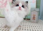 Apple - Ragdoll Kitten For Sale - Riverside&comma; CA&comma; US