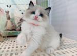 Luna - Ragdoll Kitten For Sale - Riverside&comma; CA&comma; US