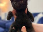 Shadow - British Shorthair Kitten For Sale - Jacksonville&comma; FL&comma; US