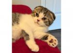 Bodie - Scottish Fold Kitten For Sale - Angier&comma; NC&comma; US