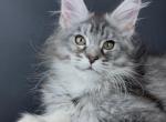 Victoria - Maine Coon Kitten For Sale - Grayslake&comma; IL&comma; US