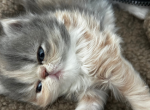Judy - Persian Kitten For Sale - Fulshear&comma; TX&comma; US