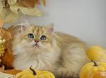 Whiskers - British Shorthair Cat For Sale - Atlanta&comma; GA&comma; US