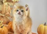 Toast - British Shorthair Kitten For Sale - Atlanta&comma; GA&comma; US