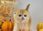 Cider - Scottish Fold Kitten For Sale - Atlanta&comma; GA&comma; US