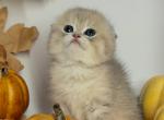 Ellis - Scottish Fold Kitten For Sale - Atlanta&comma; GA&comma; US