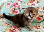 Tetra - Siberian Cat For Sale - Clintwood&comma; VA&comma; US