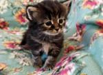 Tina - Siberian Kitten For Sale - Clintwood&comma; VA&comma; US