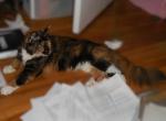 Benita - Maine Coon Cat For Sale - Souderton&comma; PA&comma; US