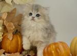 Nimbus - British Shorthair Kitten For Sale - Atlanta&comma; GA&comma; US