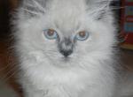 Little Blue Point - Ragdoll Kitten For Sale - Souderton&comma; PA&comma; US