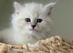 Siberian Nevamasiberi kittens - Siberian Kitten For Sale - Fort Lauderdale&comma; FL&comma; US