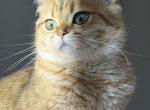 Quality golden color girl Angelina - British Shorthair Cat For Adoption - Matthews&comma; NC&comma; US