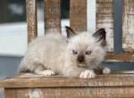 Spooky - Ragdoll Kitten For Sale - New Smyrna&comma; FL&comma; US