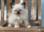 Pumpkin - Ragdoll Kitten For Sale - New Smyrna&comma; FL&comma; US