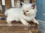 Moon Dust - Ragdoll Kitten For Sale - New Smyrna&comma; FL&comma; US