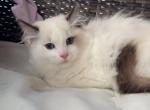 Zues - Ragdoll Kitten For Sale - Miami Lakes&comma; FL&comma; US