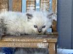 Hocus Pocus - Ragdoll Cat For Sale - New Smyrna&comma; FL&comma; US